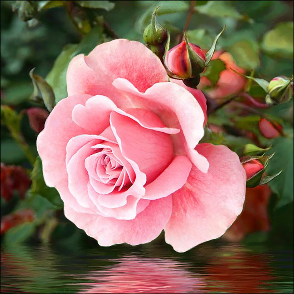 Diamond Painting Rose on the Water