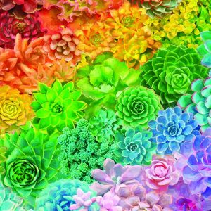 White Mountain Puzzle 1000 PC Succulent Rainbow